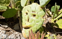 Jardin botanique - Cactus